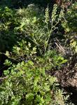 Plant name: Black Cohosh Actaea racemosa 